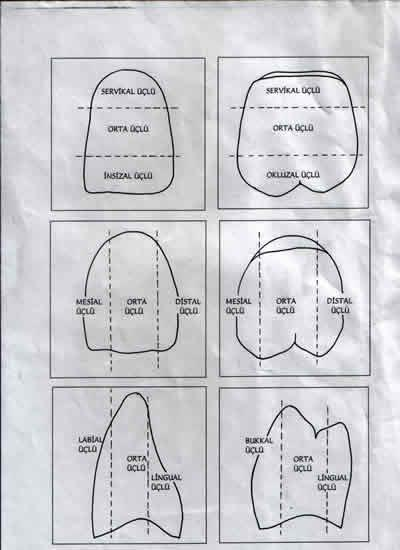 1. Mesial 2. Distal 3. Labial-Bukkal-Fasyal-Vestibul 4. Lingual-Palatinal 5. Servikal 6.