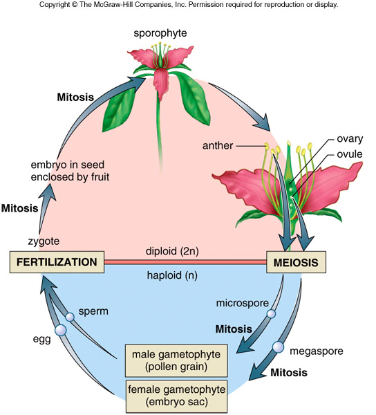 (antheridia ve archegonia).