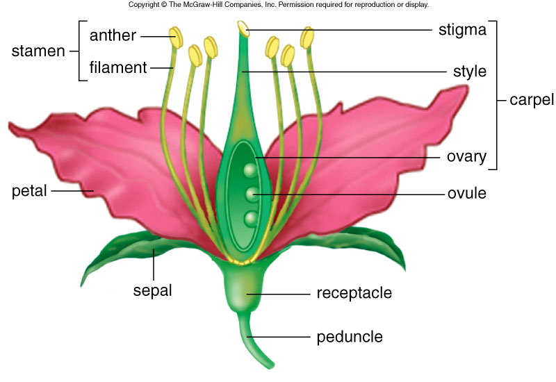 Çift döllenme- spermin biri ovumu döller ve bu embriyoyu oluşturur; diğeri orta hücreyi döller bundan da triploid (3n) endoderm oluşur Endosperm tohum içindeki embriyonun besin kaynağını oluşturur