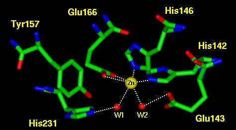 19 Resim 2.2. Termolizinin yapısı Kristal yapısı bilinen bütün çinko bağlı enzimlerde katalitik çinko atomu üç tane aminoasit ve bir tane su molekülüne bağlanır.