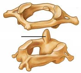 bölümleri 1) Servikal : 7 vertebra 2) Torakal : 12 vertebra