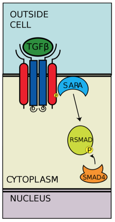 Common partner SMAD (CoSMAD) probenleri CoSMAD proteinleri (SMAD4) akafleşmiş R-SMAD proteinlerine bağlanır ve kompleks