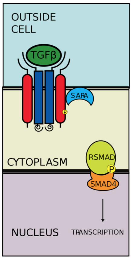 Common partner SMAD (CoSMAD) probenleri R-SMAD/CoSMAD kompleksi çekirdeğe girer ve ilgili genlerin akafleşarilemesini sağlar.