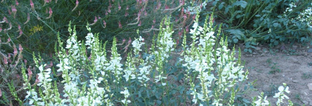8 Şekil 2.1.2. O. albiflora nın genel görünüşü 2.1.3. Onobrychis hypargyrea (Boiss.) Gövde yükselici-dik yapıda, tabandan dallanır, en çok 80 cm kadar boylanır.
