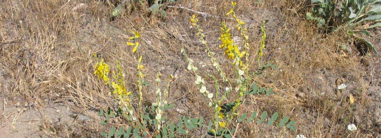 13 Şekil 2.1.6. O. galegifolia nın genel görünüşü Bu tür, bozkırlar, meşelikler, çamlık sınırı, açık arazi, tarla kenarında 200-2000 m yükseklikler arasında yayılış gösterir.