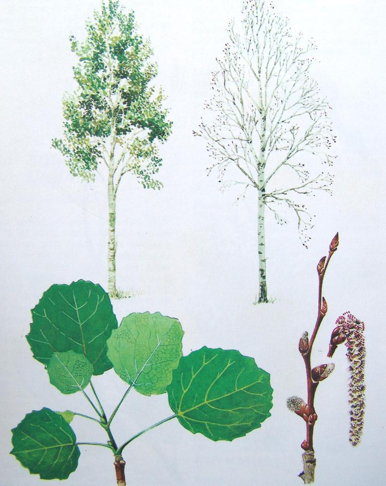 Populus