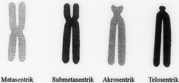 kolşisin solüsyonu hazırlanır, bu solüsyondan 3ml/1000gr vücut ağırlığında intraperitoneal enjekte edilen balıklar 3-5 saat süreyle 15 º C de deniz suyu bulunan iyi havalandırılmış 80x20x40 cm