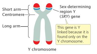 Y kromozomundaki SRY geni insanda erkek karakterlerin gelişmesini sağlar.