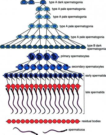 SPERMATOGENEZ: SPERM HÜCRESİNİN GELİŞİMİ