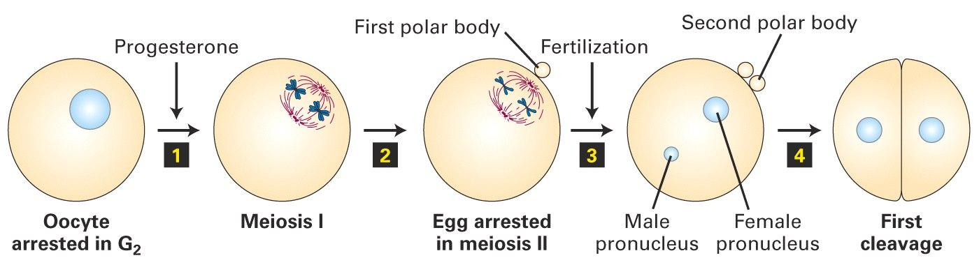 Memelilerde döllenme sonrasında sperm ve