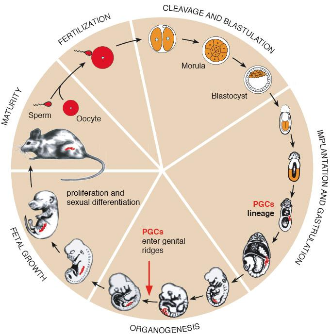 FARE DE EŞEY HÜCRE DÖNGÜSÜ Eşey hücre hattı gastrulanın ortasında ekstraembriyonik mezoderm hücre grubundan (primordial germ cells : PGCs) gelişir.