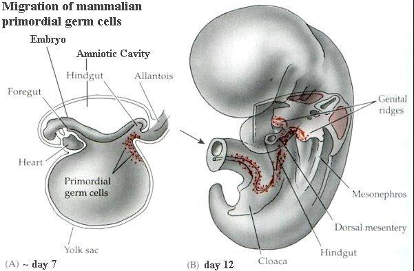 Memeli ilksel (primer ya da öncül) eşey hücrelerinin (İEH) gonadlara (yumurtalık ya da testis) göçü (A) Arka sindirim kanalı ve gelecekteki göbek kordonunun birleştiği kavşak yakınındaki vitellus
