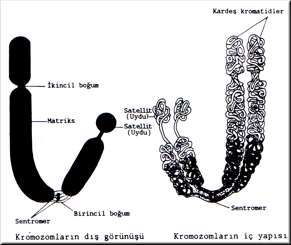 16 2.1.2. Kromozomların nomenklatürü Kromozomlar iki kardeş kromatidden oluşmaktadır.