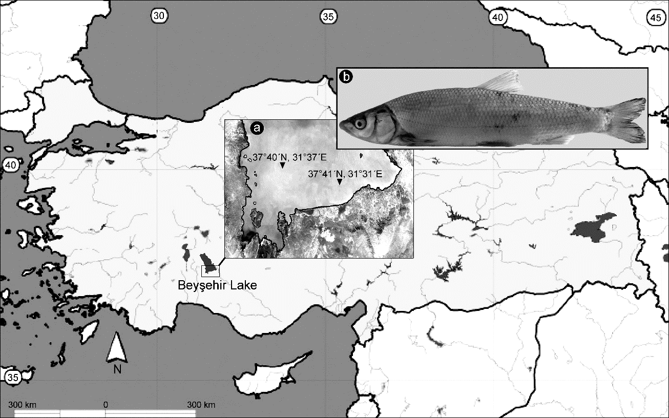 (Şekil 3.1). Balıkların cinsiyet ayırımı gonadları ile yapıldı. Şekil 3.1.. (a) Chondrostoma beysehirenseörneklerinin (b) Beyşehir Gölündeki konumu (37 40 N, 31 37 E; 37 41 N, 31 31 E) Konya, Türkiye.