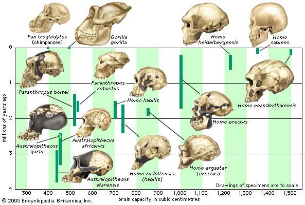 PLİYOSEN 5.3My - 1.8 My Geniş beyinli australopithecine Homo habilis Erken Pleyistosen e kadar devam etmiştir.