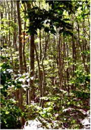 Bölgede bir çok yerde 1980 lere kadar kayın ormanlarından baltalık olarak yararlanılmıştır (Yılmaz vd., 2009).