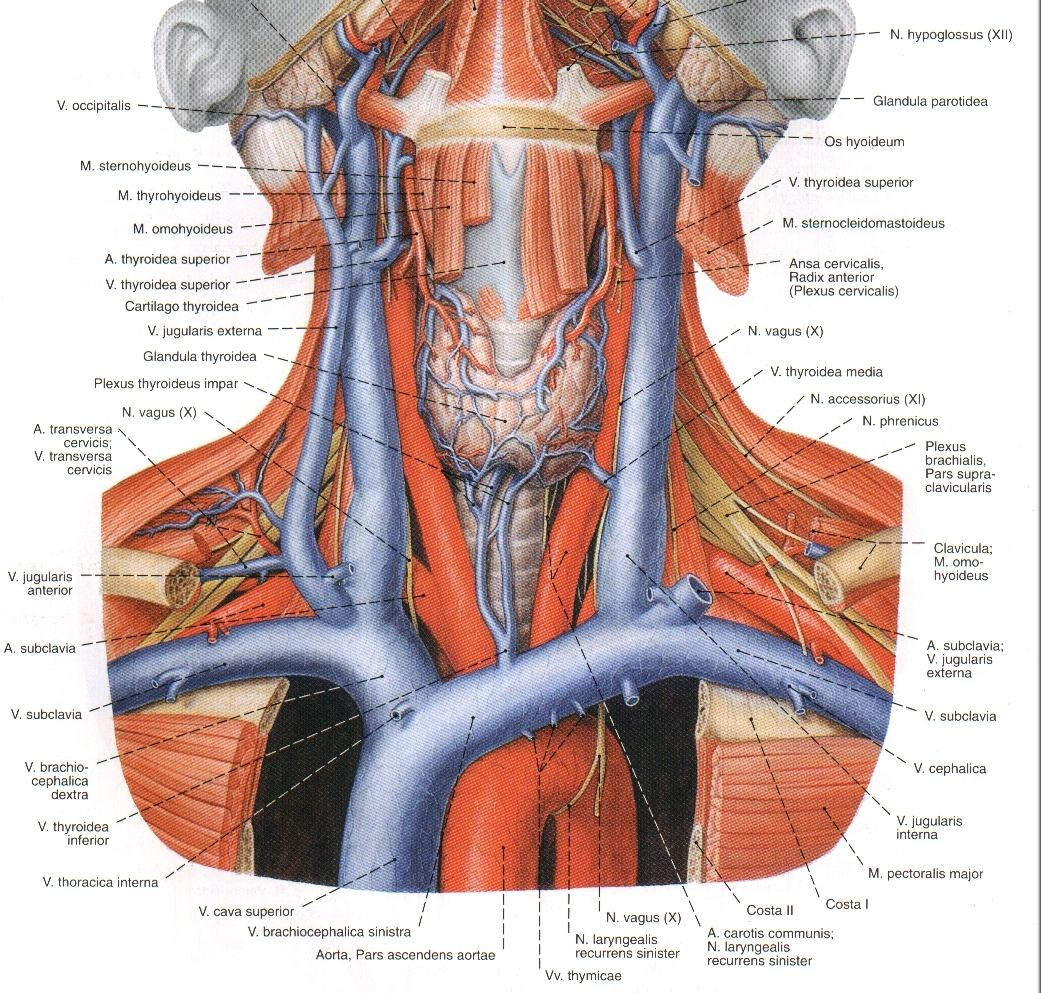 Venleri: v.thyroidea superior, media ve inferior V.