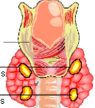 Gl.parathyroidea Yukarıdakiler: cartilago cricoidea ın alt kenarı seviyesinde Alttakiler: Farklı yerlerde bulunabilirler örneğin yan lobların