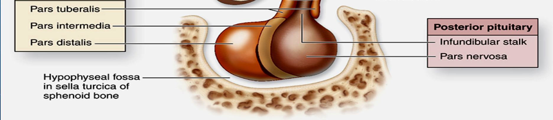 Hypophysis cerebri Hypophysis cerebri hem embriyolojik hemde yapı bakımından birbirinden ayrımlı iki parçaya ayrılır.