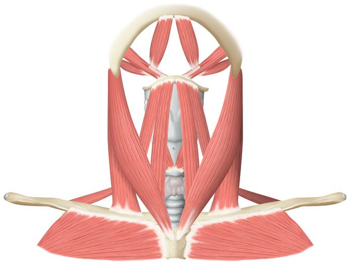 Gl. thyroidea Facies Medialis: M.constrictor pharyngis inferior M.cricothyroideus(Pars obliqua) N.