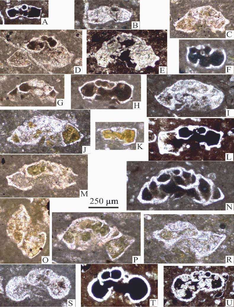 Sayfa No: 14 B. SARI Levha 1. Pelajik kireçtaşlarında tanımlanan planktonik foraminiferler A) Abathomphalus mayaroensis (Bolli), örnek no: 208, B) Abathomphalus cf.