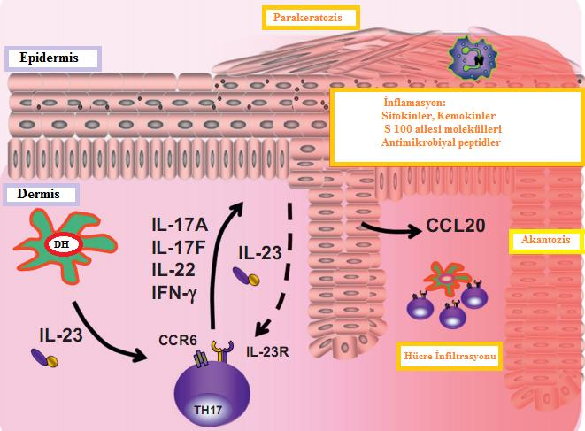 yardımcı T hücreleri (Th1) ve sitotoksik T hücreleri (Ts1) fenotipine farklılaşarak IL-12, IFN-γ ve TNF-α salgılarlar. Bu cevap hücresel immunite ve psoriasisle ilişkilidir.