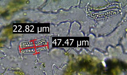 ölçülmüş, tetraploid bitkilerde ise % 0.4 dozunda 27.36 µm olduğu dikkat çekmiştir. Stoma uzunluğu kontrol (% 0.0) bitkisinde 28.41 µm ölçülerek, tetraploid bitkide ise % 0.4 dozunda 35.