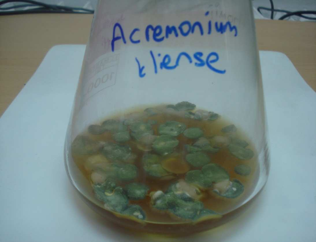 Acremonium kliense nin katı besiyerinde görüntüsü b. Acremonium kliense nin sıvı besiyerinde görüntüsü c.
