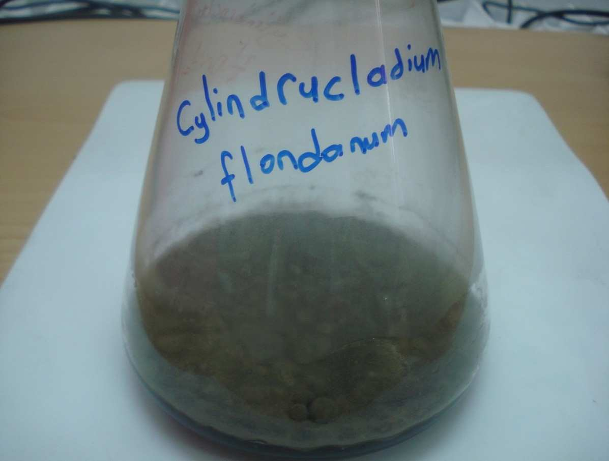 Cylindrocladium floridanum un katı besiyerinde görüntüsü b.