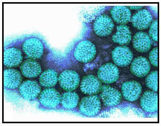 Virüslere Bağlı Besin Zehirlenmeleri Rotavirüs, Norwalk virüs, Adenovirüs etkendir. Kuluçka süresi 24-48 saattir.