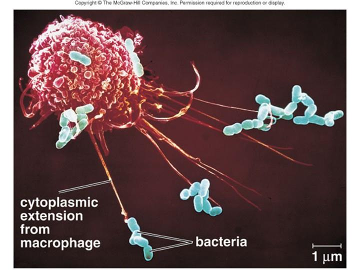 Fagositoz Yabancı partikül ya da mo ya çeşitli reseptörler aracılığıyla