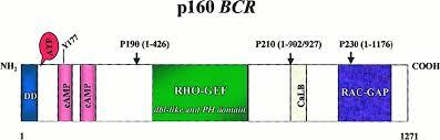 C-terminal ucu ise, Ras-GTPaz aktivitesine sahiptir ve Ras guanozin trifosfat-aktivatör protein (RAC-GAP) 