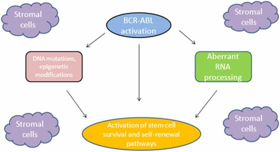 Sentezlenen p210 BCR-ABL onkogenik füzyon proteini sürekli kinaz aktivitesine sahiptir. Bu aktivite hücre proliferasyonu, apoptozis ve adezyon ile ilgili kontrolsüz sinyal iletimlerine neden olur.