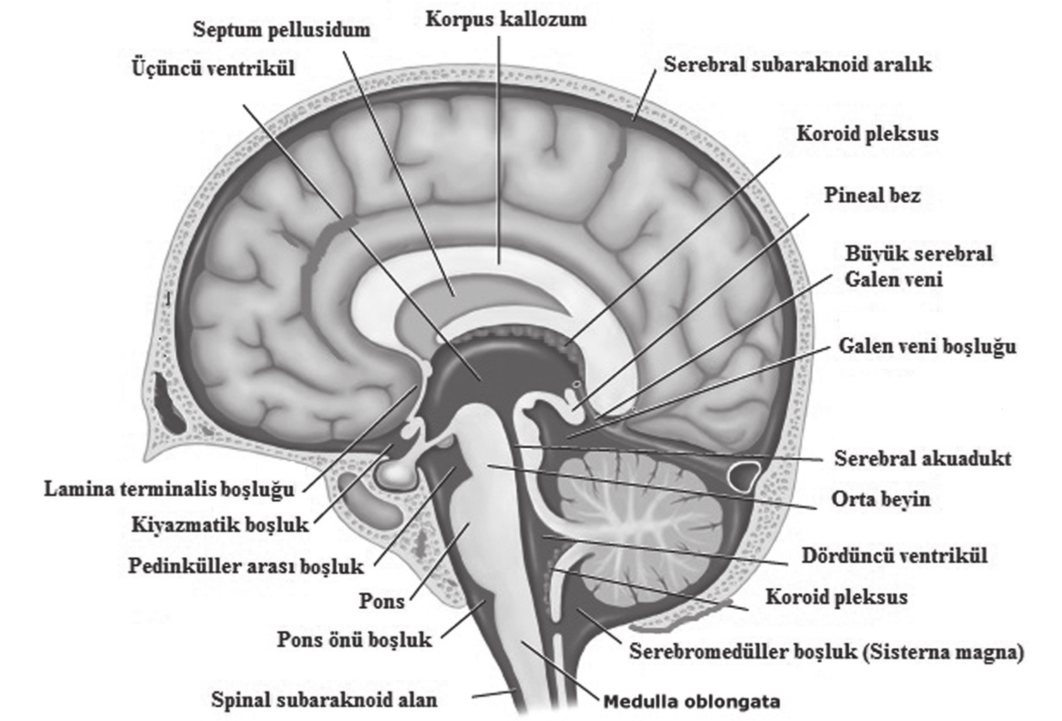 oluşan bir çekirdeğin etrafındaki epitel ile döşeli villöz katlantılardan oluşan koroid pleksus bütün serebral ventriküllerde bulunmaktadır.