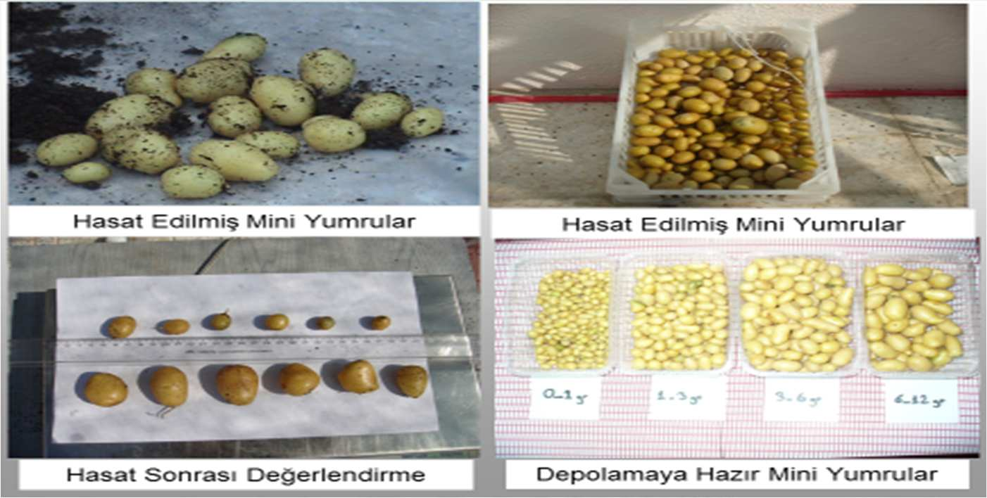 Ülkesel Patates Tohumluk Üretim Sisteminin Geliştirilmesi Müşteri Kuruluş : Gıda, Tarım ve Hayvancılık Bakanlığı Yürütücü Kuruluş : GTHB Enstitüleri, Ege Ü., Mustafa Kemal Ü. ve Gaziosmanpaşa Ü.