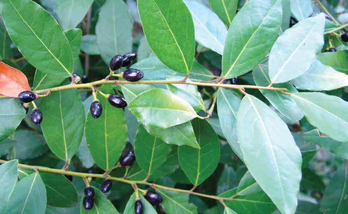 Laurus nobilis L. (Akdeniz defnesi) Yayılışı: Akdeniz in karakteristik bitkilerinden biridir. Anavatanı Balkanlar ve Anadolu dur. Ancak antik devirde Akdeniz in bütün kıyılarına götürülmüştür.