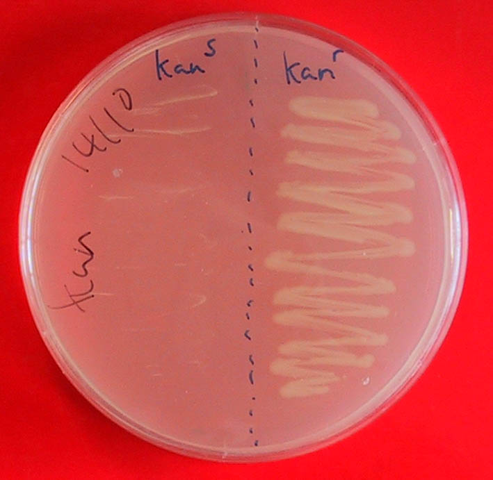 Antibiyotik Direnci Bu petrideki besiyeri kanamisin içermektedir Sağdaki bakteriler Kan r, plasmidi