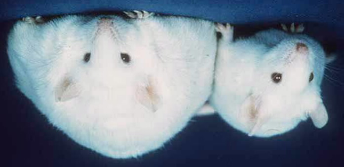 Barsak Mikrobiyomu ve Şişmanlık Genetik olarak şişman fareler (obese - ob / ob) zayıf olanlara göre %50 daha az Bacteroidetes o oranda daha fazla Firmicutes türlerini barsaklarında bulundurmakta.