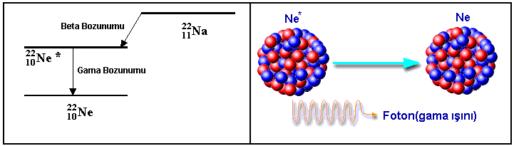 6 da Na (sodyum) nın, beta bozunumu yaparak Ne (neon) nin uyarılmış haline dönüşmesi ve uyarılmış halde bulunan Ne çekirdeğinin gama bozunumu ile temel enerji seviyesine düşerken yayınladığı gama