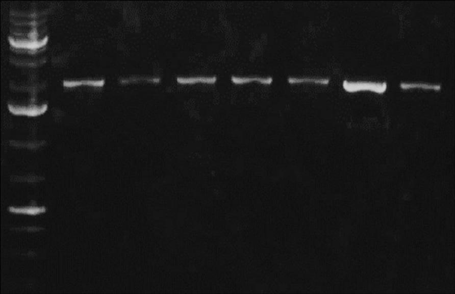 sonucunu gösteren jel görüntüsü (B: Belirteç, Numaralar: Ocypus a ait 7 türün DNA sına ait jel görüntüleri).