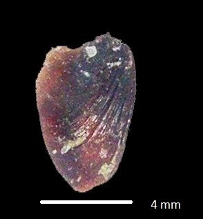 Şekil 2. Melanopsis buccinoidea buccinoidea ya ait operkulum. Biyometrik ölçümleri yapılan 60 bireye ait ortalama ağırlık ve morfometrik ölçümleri; kabuk yüksekliği 25.95 mm, kabuk genişliği 12.