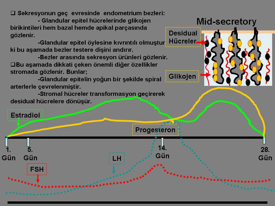 27 Sekresyon Evresi (Şekil 2.11., Şekil 2.15.), korpus luteum tarafından üretilen progesteron etkisi altında ovulasyondan 2 4 gün sonra başlar.