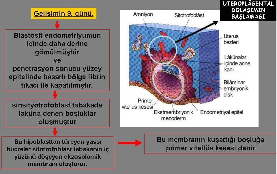 31 Gelişimin 9. günü: Gelişimin bu evresinde dikkati çeken üç önemli olay mevcuttur. Bunlardan ilki, blastosist 9.