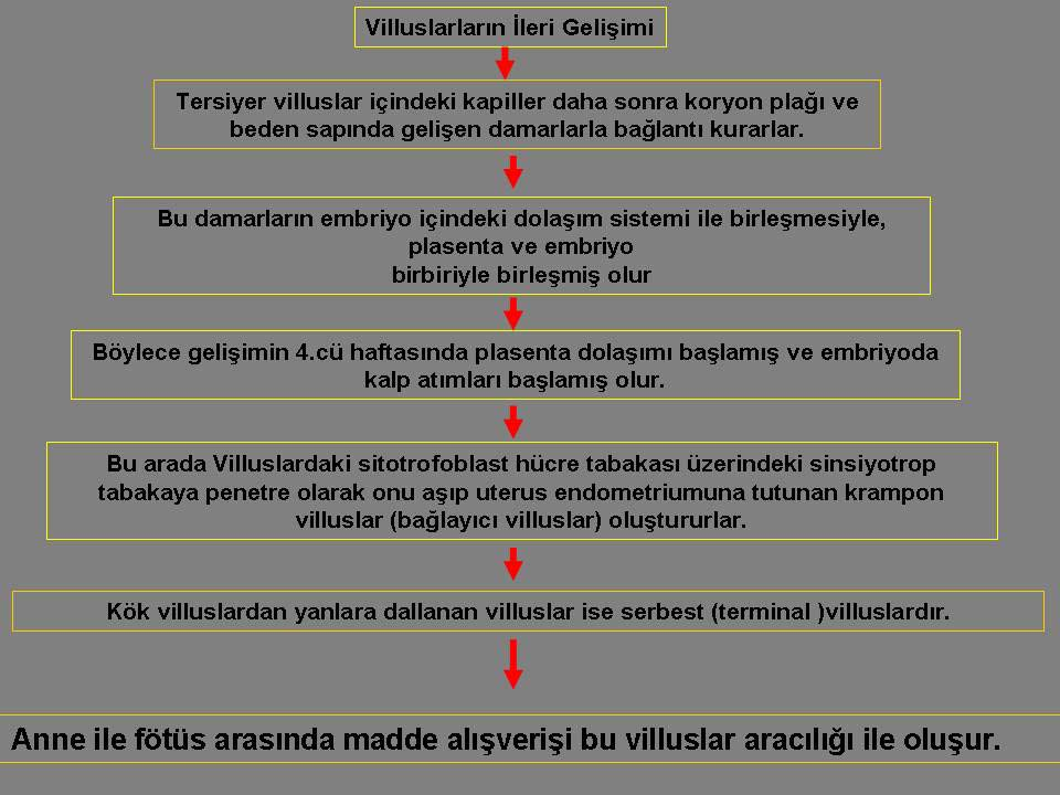 günü 10. Şekil 2.24.