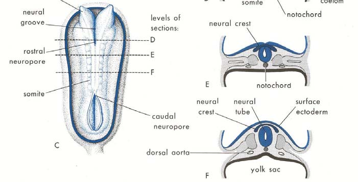 ) 1, 11. Şekil 2.25. Nöral tüp oluşumunda nöral plağın kıvrılmasının ve nöral krest hücrelerinin oluşunun diyagramı. A, yaklaşık 18. günde embriyonun dorsal görünüşü.