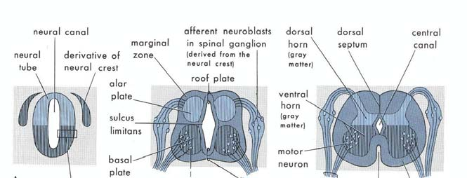 42 Şekil 2.27. Spinal kordun gelişim diyagramı. A, embriyonun 23. gününde bir embriyo nöral tüpünün transvers kesiti. B, C, sırasıyla 6. ve 9. haftalarda embriyonun kesitleri.