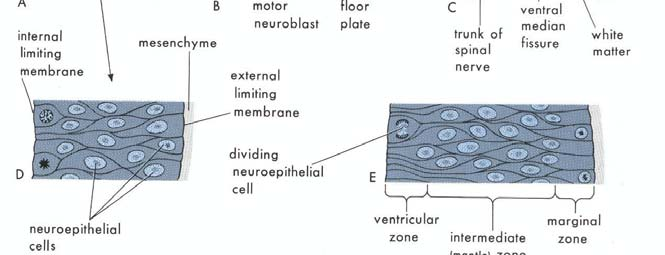 Ventriküler tabakadaki nöroepitel hücrelerden bazıları bölünüp primordial nöronlara (nöroblastlara) farklılanır ve farklılanan hücreler ventriküler ve marjinal tabakaların arasında intermediata