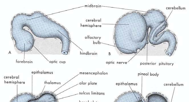 47 (membrana tectoria) sinirsel değildir. Diencephalon'un ventralinden dışarıya doğru, bilateral olarak, göz vezikülleri (optic cup) gelişir 15. Şekil 2.30.