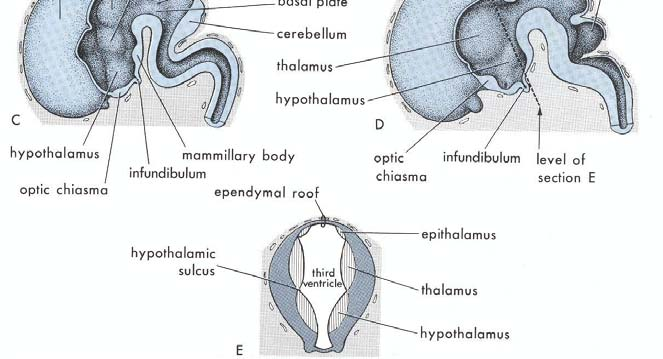 B, interventriküler foramen seviyesinde forebrain in transvers kesiti. Bu kesitte, lateral ventrikülün koroid pleksusunun ve corpus striatum görünmektedir. C, yaklaşık 11.