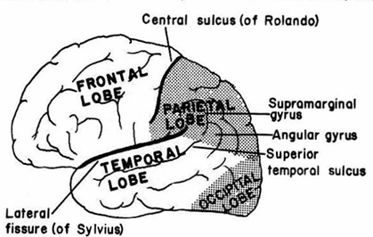 68 2.3.1.1. Telencephalon Beynin en geniş kısmı olan telencephalon iki hemisferden oluşur.